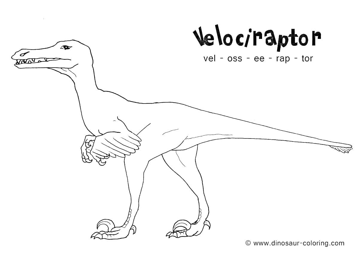 На раскраске изображено: Велоцераптор, Динозавр, Животные