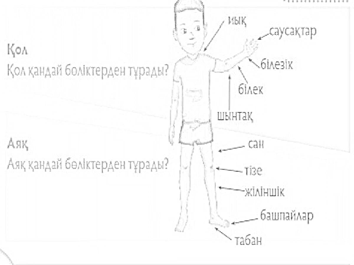 На раскраске изображено: Дене мүшелері, Аяқ