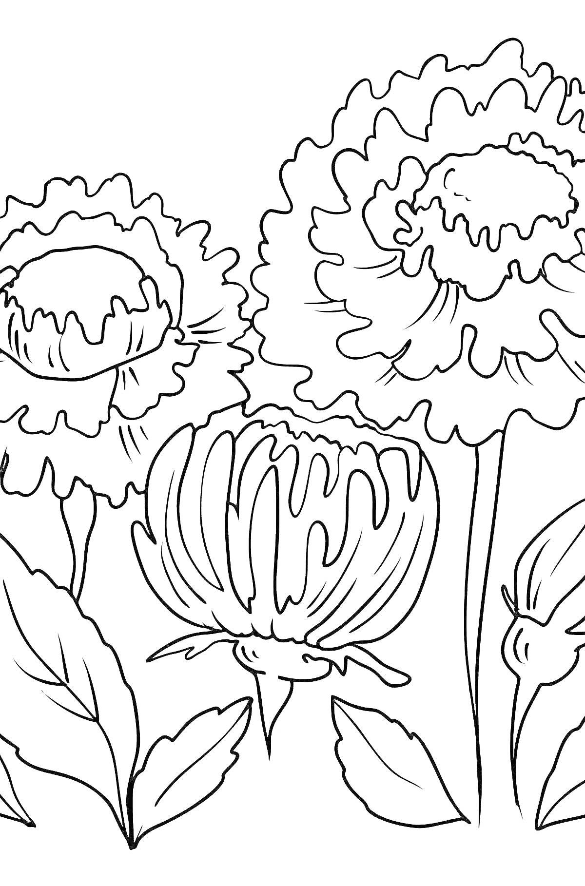 На раскраске изображено: Астра, Цветы, Листья, Бутон, Природа