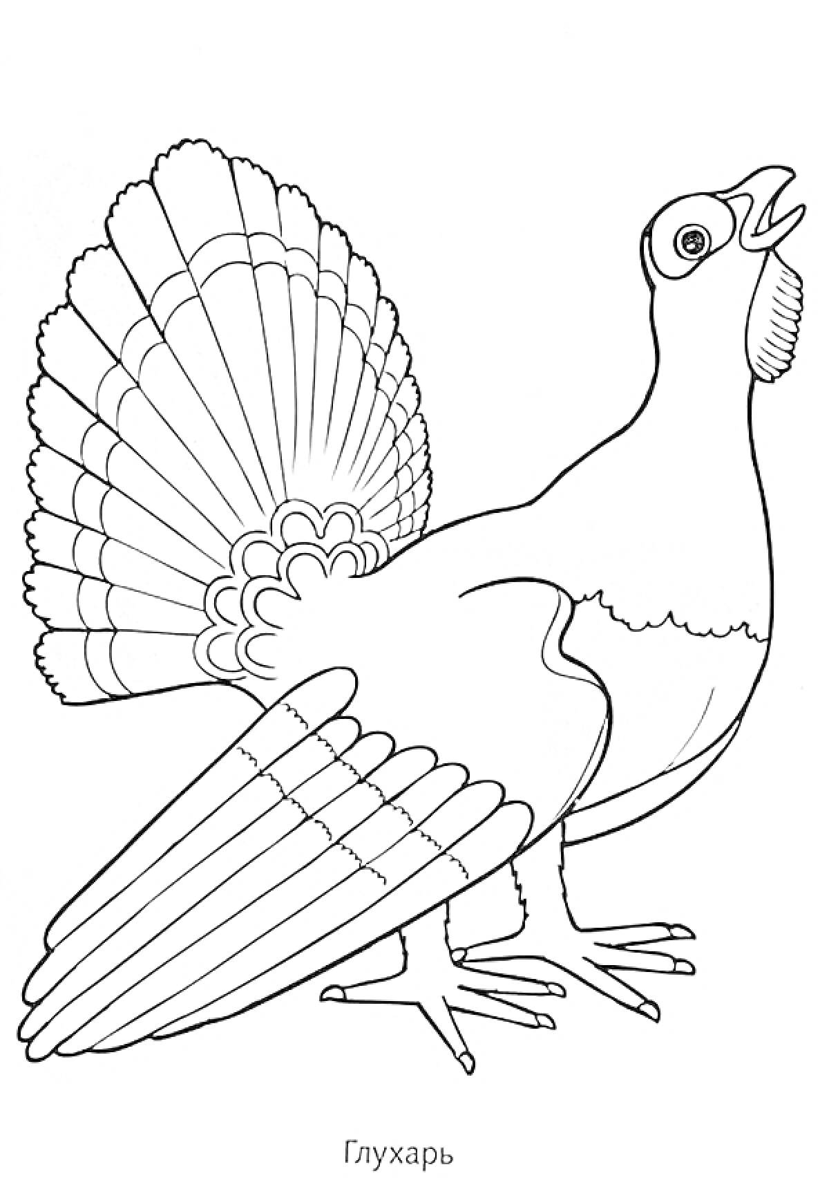 На раскраске изображено: Птица, Распущенный хвост