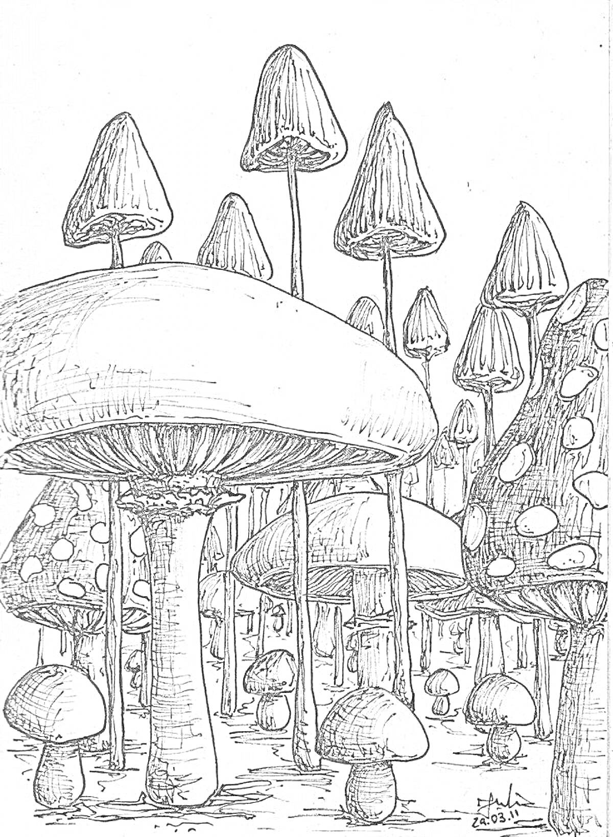 Раскраска Лес мухоморов, крупные и мелкие мухоморы со шляпками различного размера, грибы на переднем и заднем плане