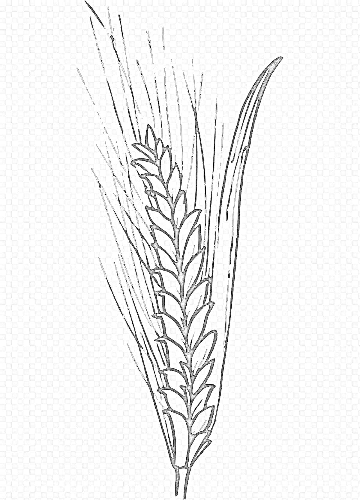 Раскраска Колосок пшеницы с листьями