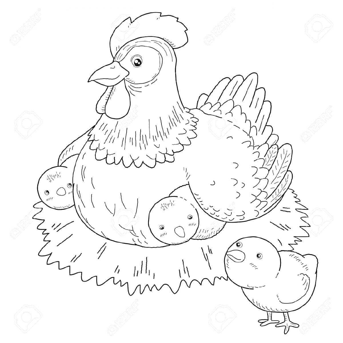 На раскраске изображено: Цыплята, Гнездо, Домашние птицы