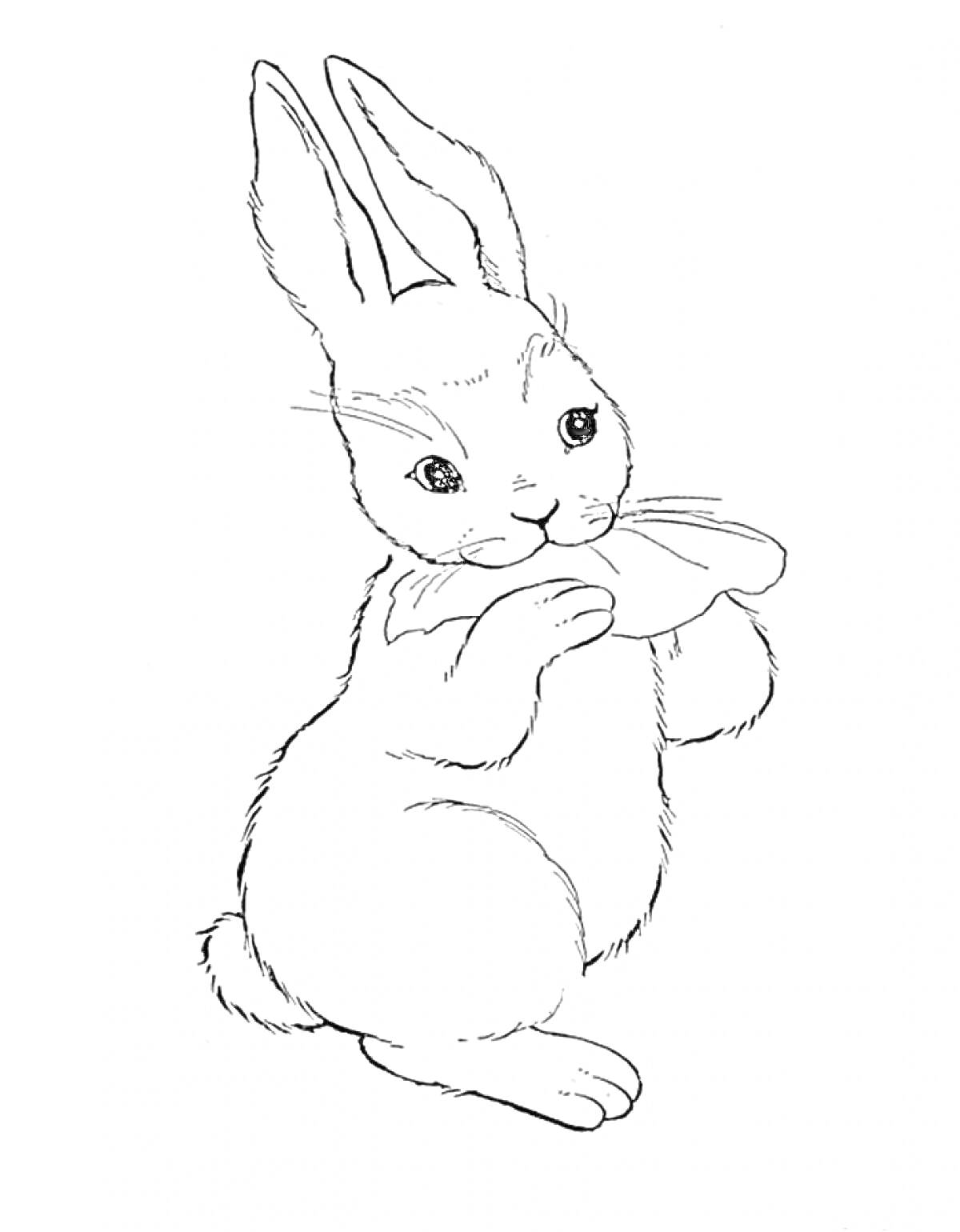 На раскраске изображено: Кролик, Бабочка, Для детей, Природа, Контурные рисунки
