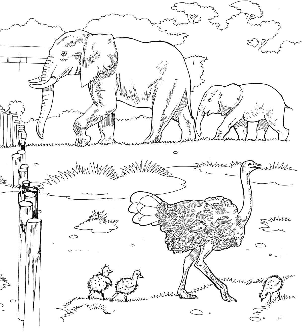 На раскраске изображено: Зоопарк, Слон, Детеныш слона, Страус, Природа, Трава, Кусты