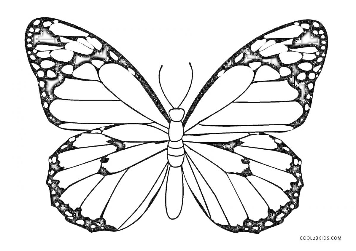 Раскраска контурная раскраска бабочки с узорчатыми крыльями