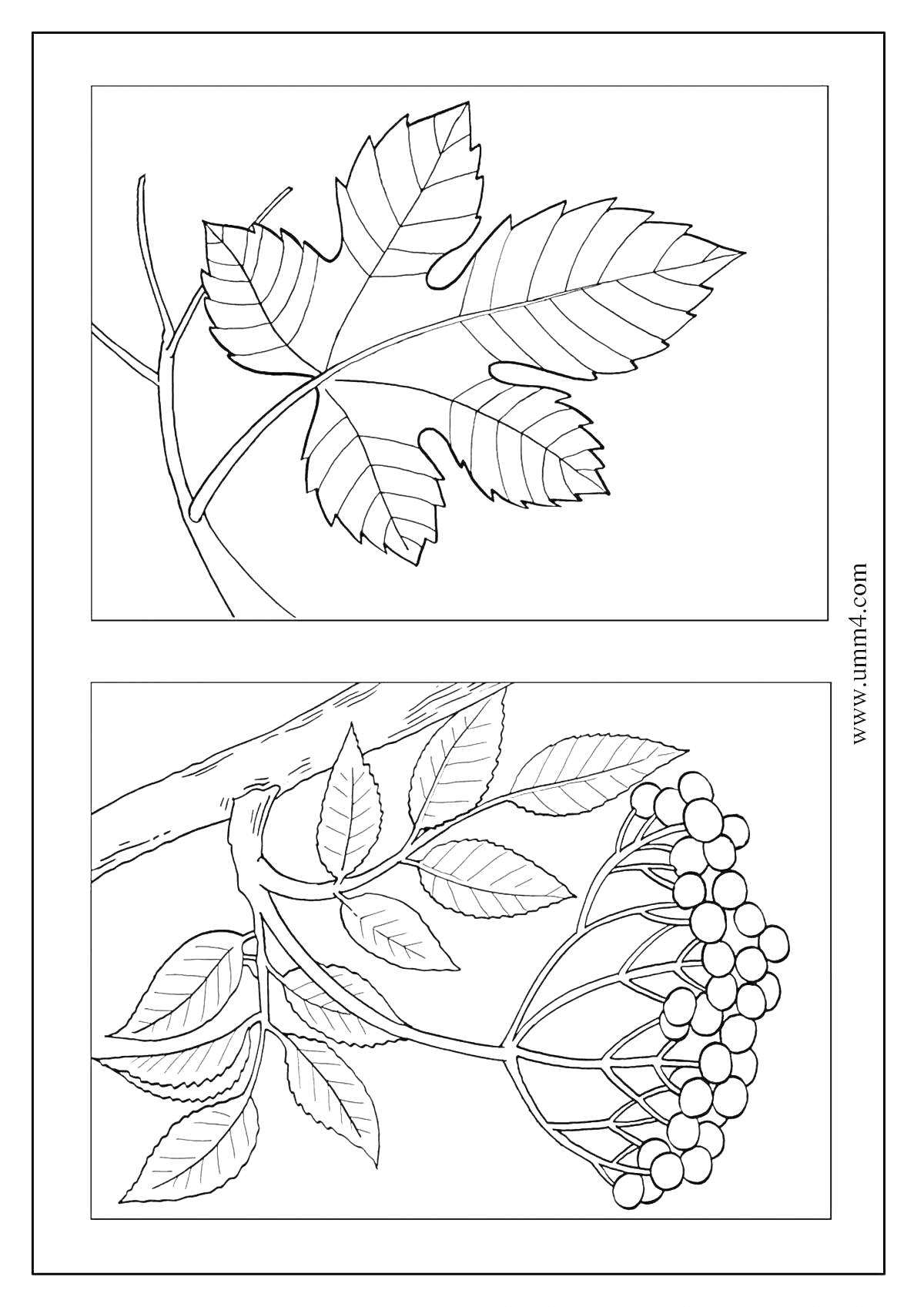 Раскраска Листья на ветке и ветка рябины