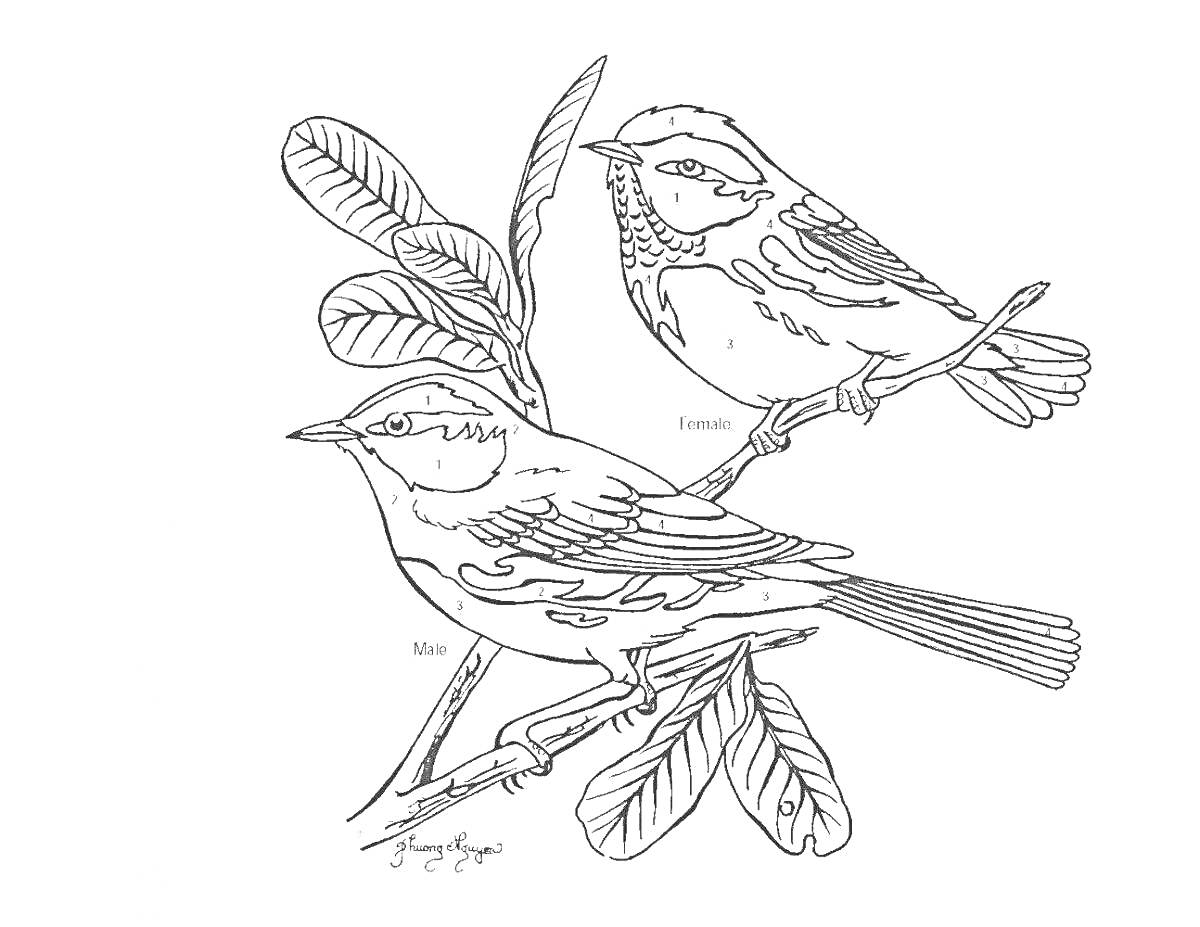 На раскраске изображено: Зимующие птицы, По номерам, Природа, Зима, Птица