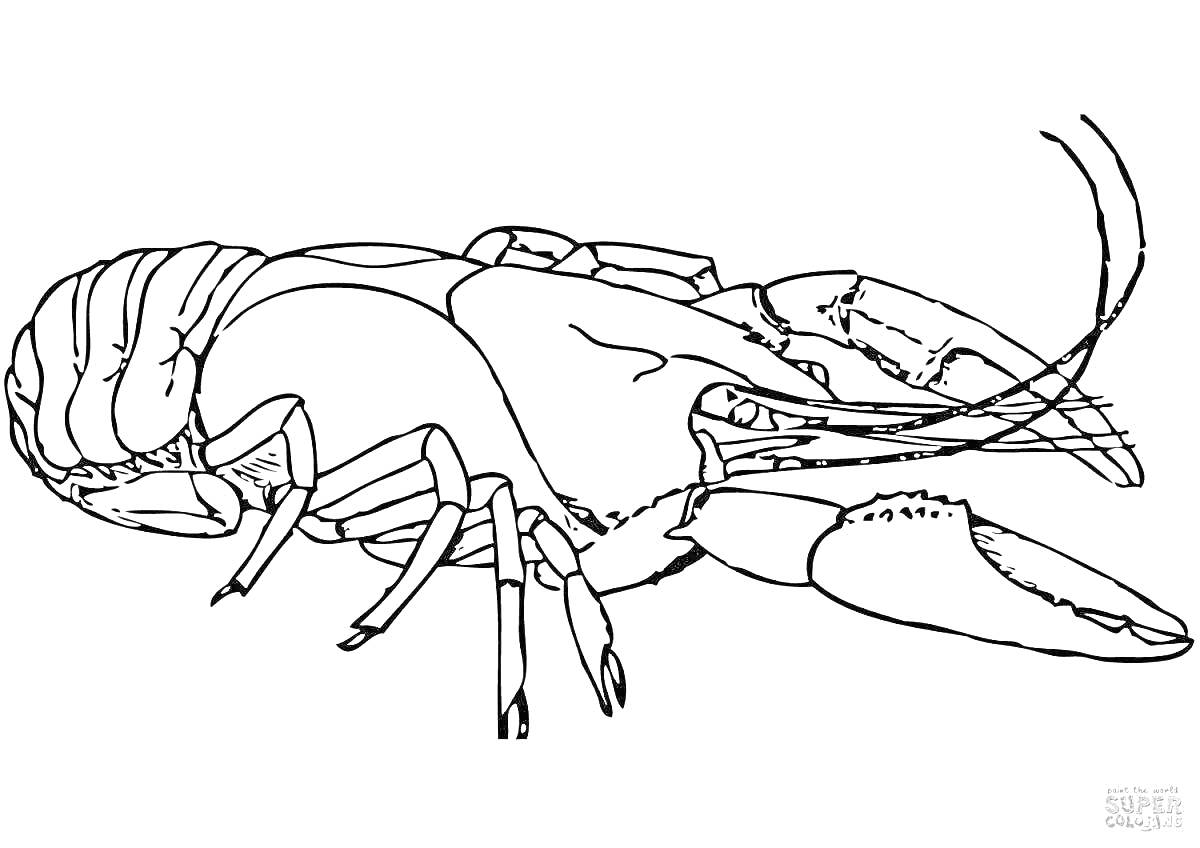 Раскраска Рак с клешнями и антеннами на белом фоне