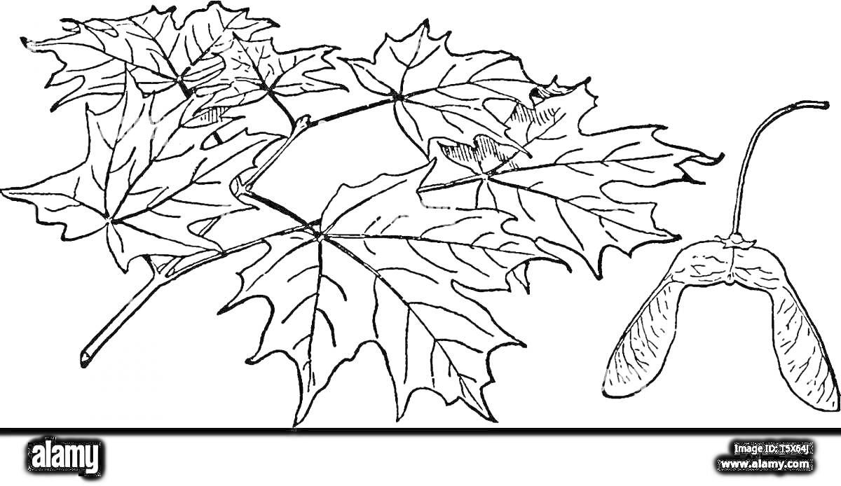 На раскраске изображено: Клен, Листья, Листва, Природа, Ботаника