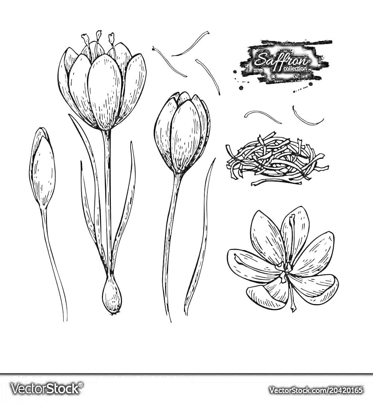 На раскраске изображено: Шафран, Ботаника, Цветы, Тычинки, Линии