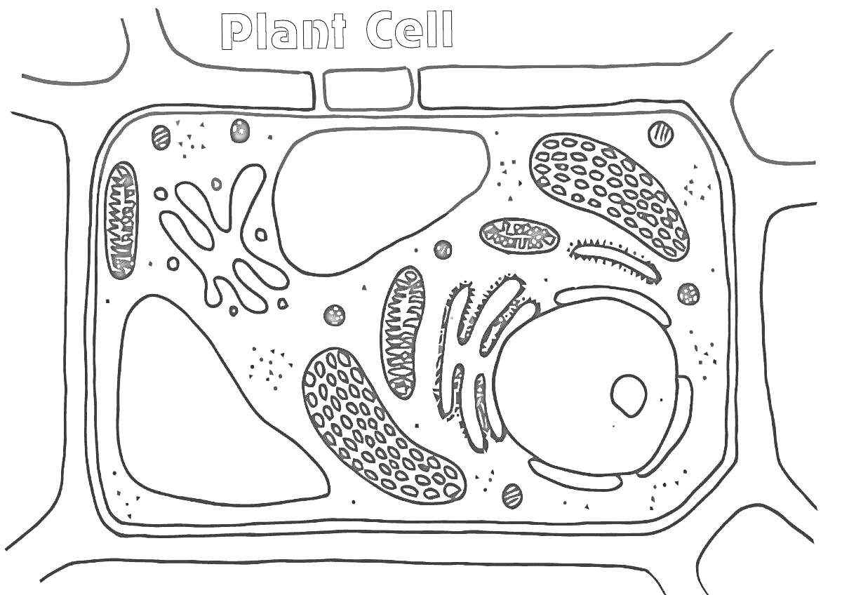 Растительная клетка. Видны органеллы: ядро, вакуоль, митохондрии, хлоропласты, эндоплазматическая сеть, рибосомы, аппарат Гольджи, клеточная мембрана, клеточная стенка