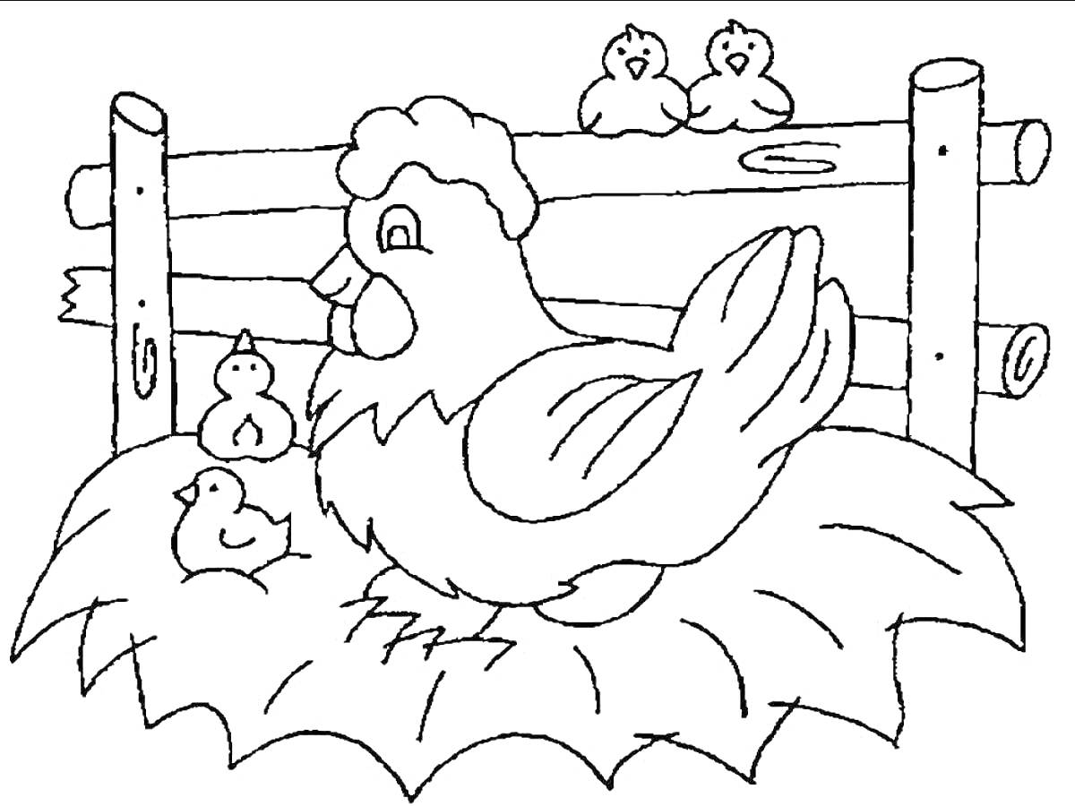 Раскраска Курица с цыплятами на гнезде у деревянного забора