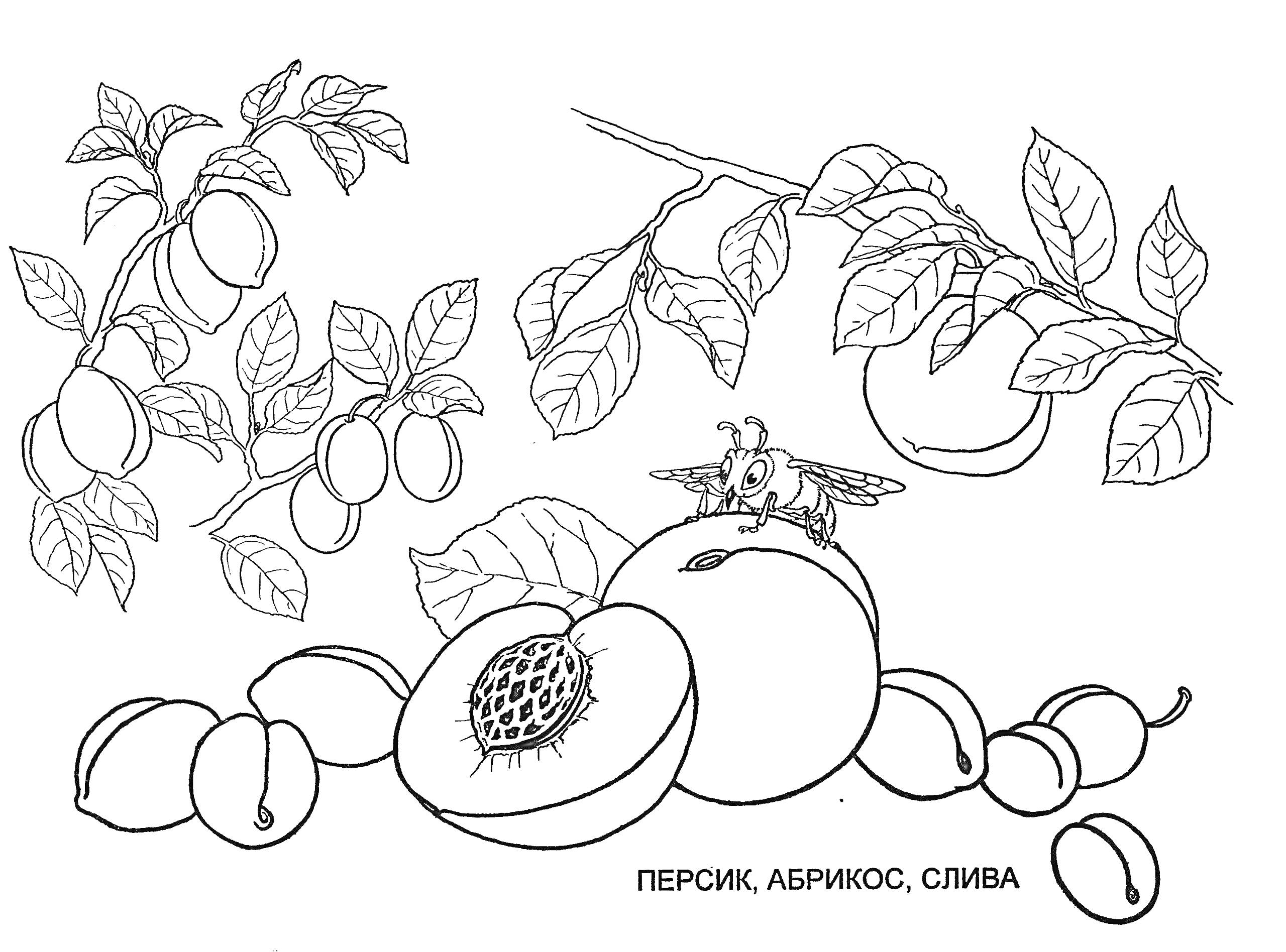 Раскраска Персик, абрикос, слива на ветке и слива на земле, разрезанный персик с косточкой, пчела на половинке персика