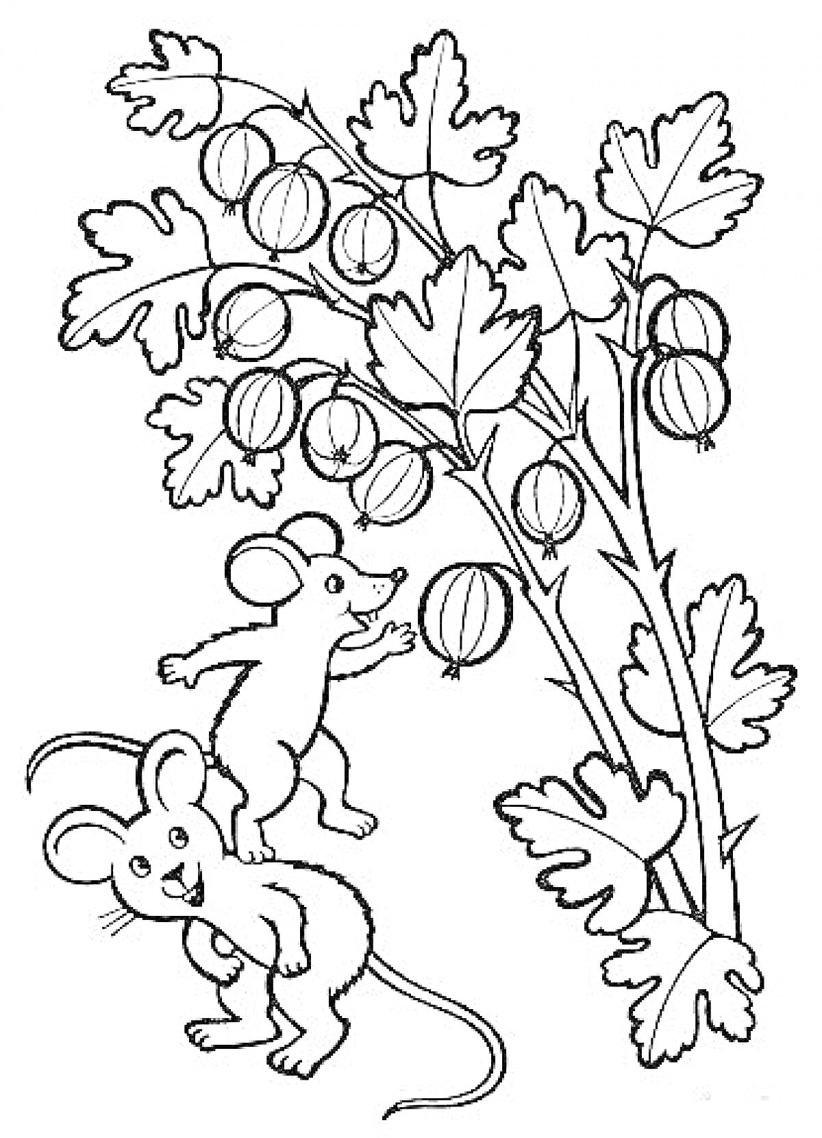 На раскраске изображено: Крыжовник, Ягоды, Листья, Природа, Для детей, Мышь, Животные, Кусты