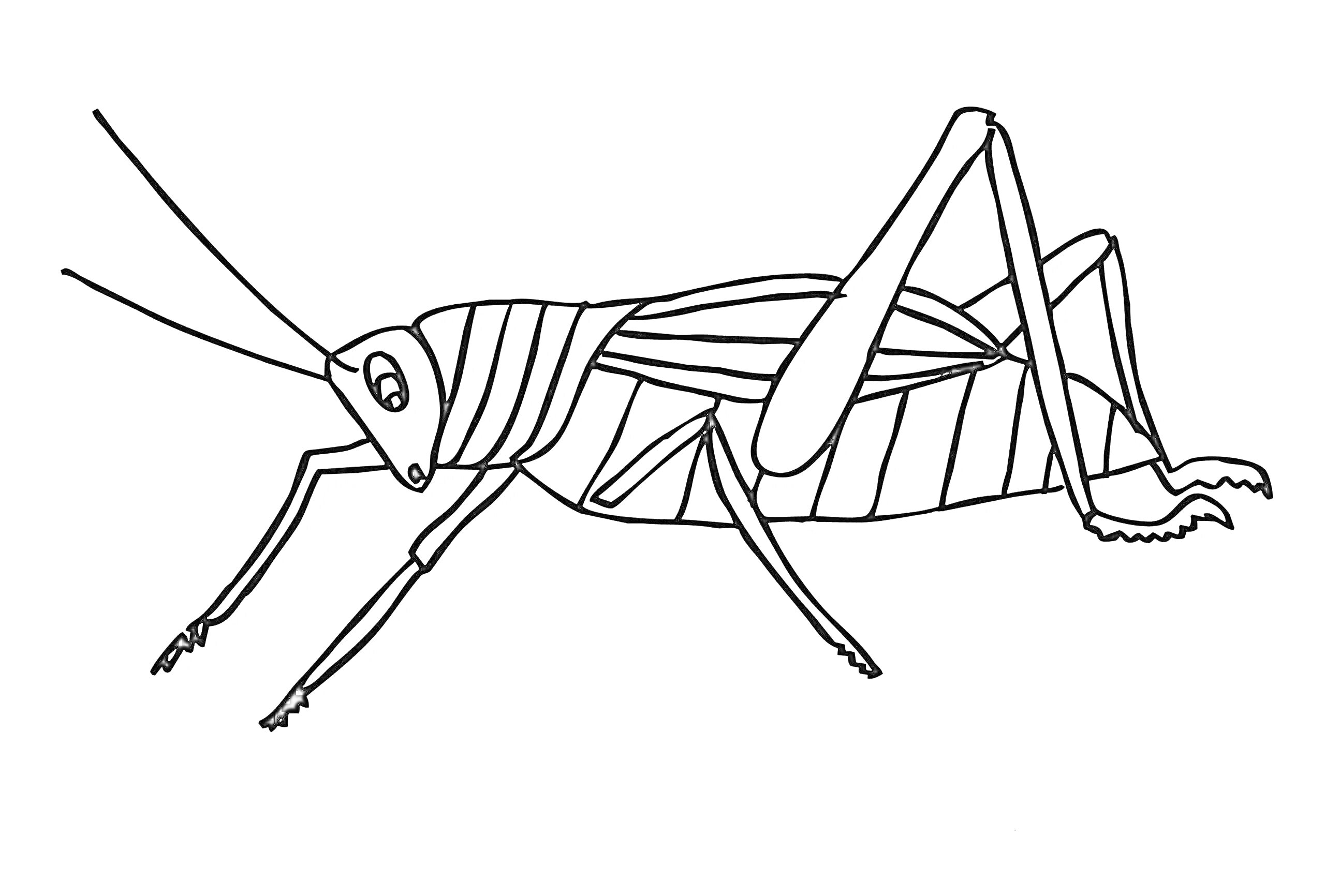 Раскраска сверчок с длинными усиками и полосатым телом
