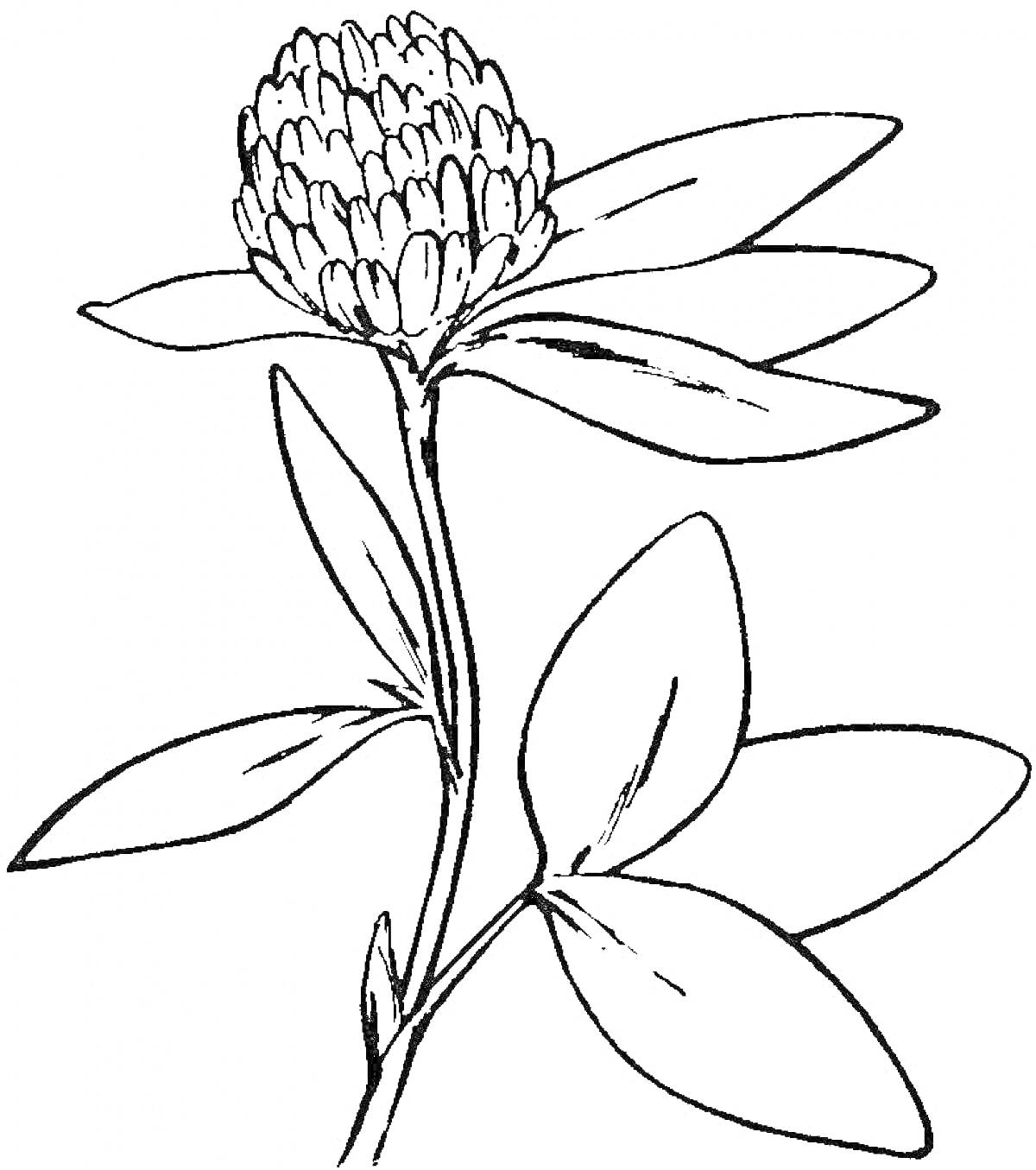 На раскраске изображено: Лекарственные растения, Клевер, Стебель, Листья, Цветы