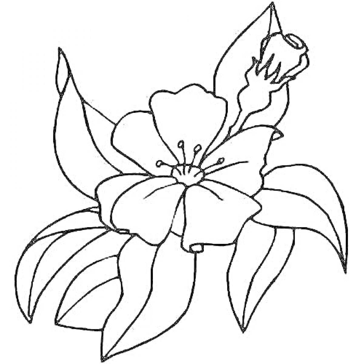 На раскраске изображено: Аленький цветочек, Листья, Природа
