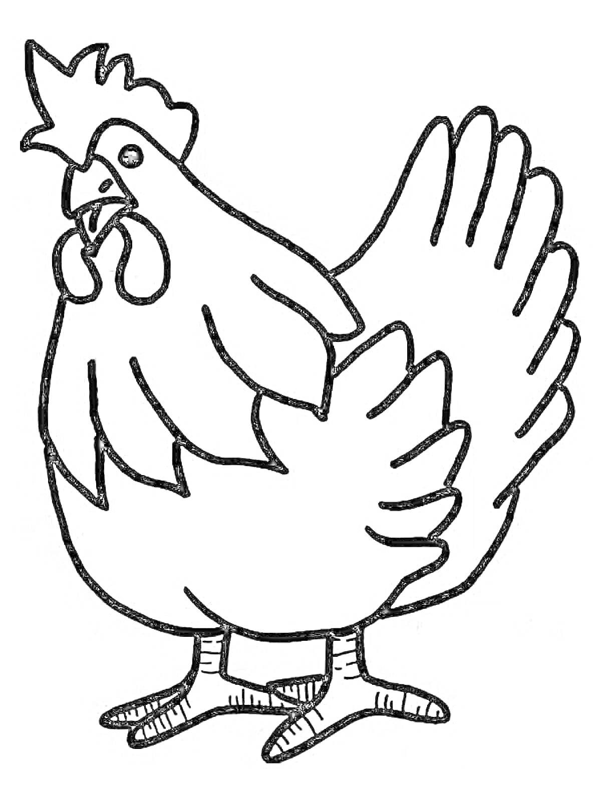 На раскраске изображено: Гребешок, Хвост, Птица, Перья, Лапы, Курицы