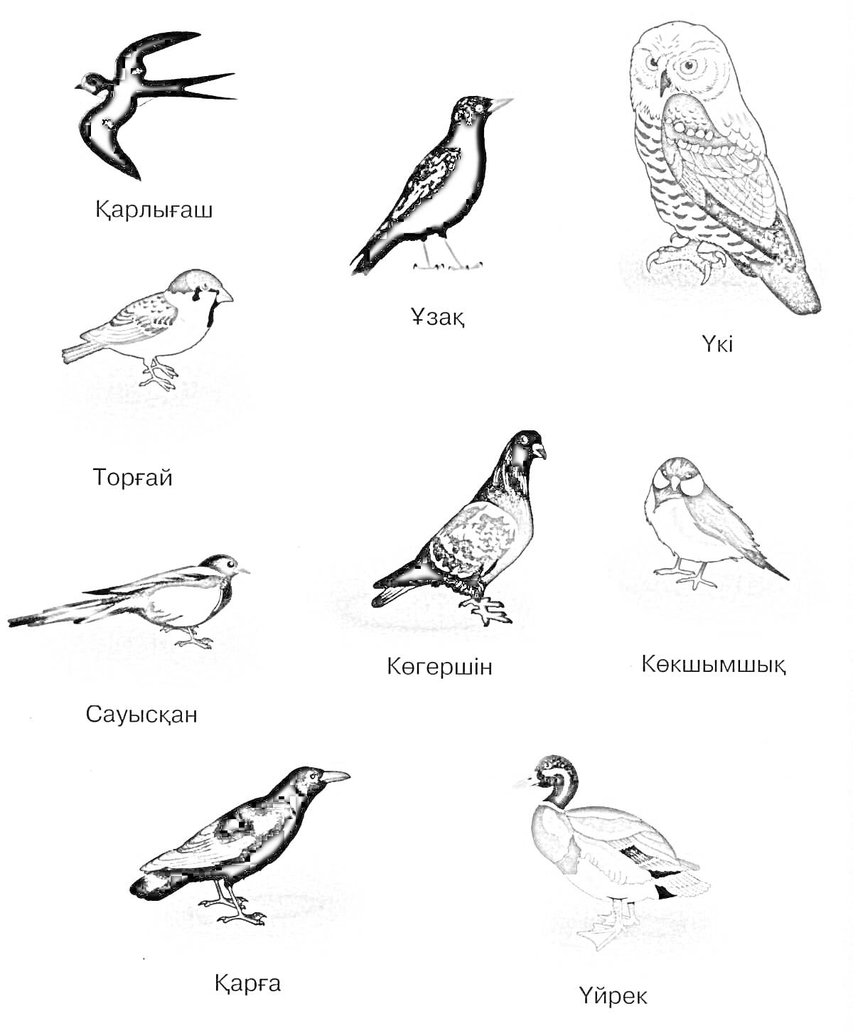Қыстайтын құстар суреттері. Қарлығаш, ұзақ, үкі, торғай, сауысқан, көгершін, көкшымшық, қарға және үйрек.