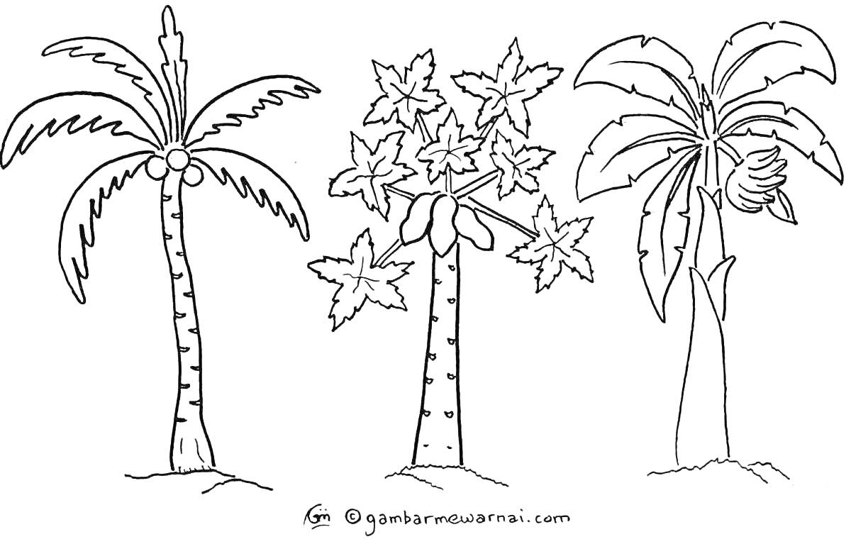 Раскраска Три пальмы с кокосами, бананом и звёздчатыми листьями