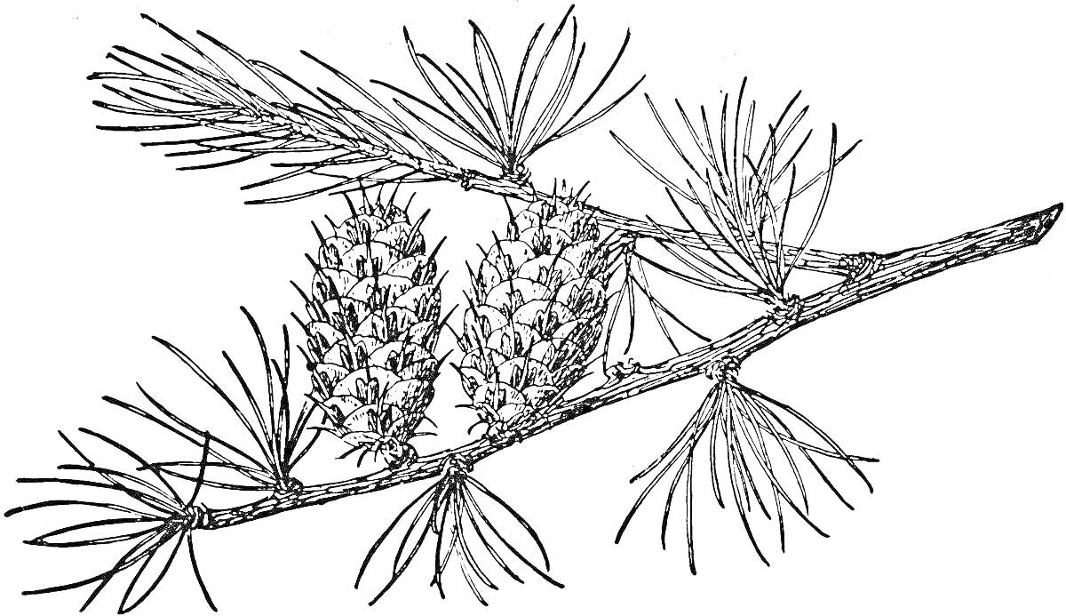 Раскраска Ветвь лиственницы с шишками и иголками