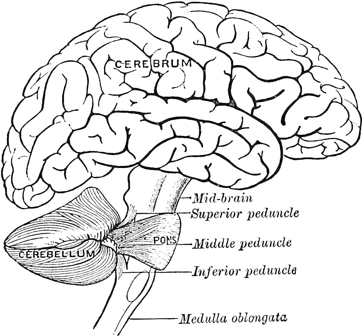 Головной мозг с указанием полушарий, мозжечка, среднего мозга, воролиева моста, верхних, средних и нижних ножек, продолговатого мозга