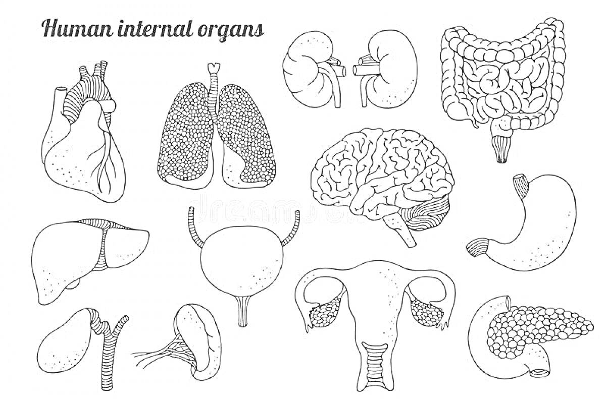 Раскраска Внутренние органы человека (сердце, легкие, почки, кишечник, печень, мозг, желудок, поджелудочная железа, мочевой пузырь, матка и яичники, гортань)