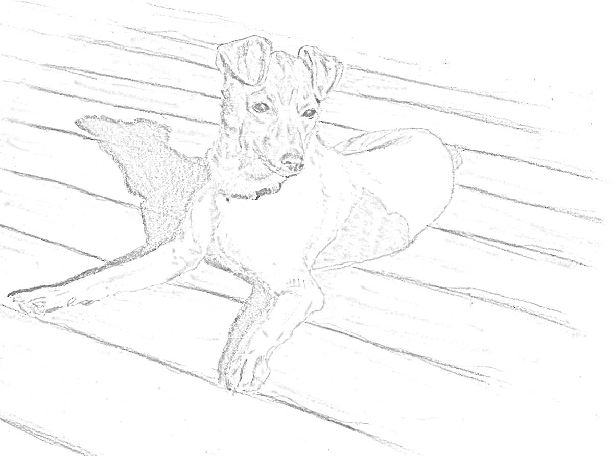 На раскраске изображено: Собака, Деревянный пол
