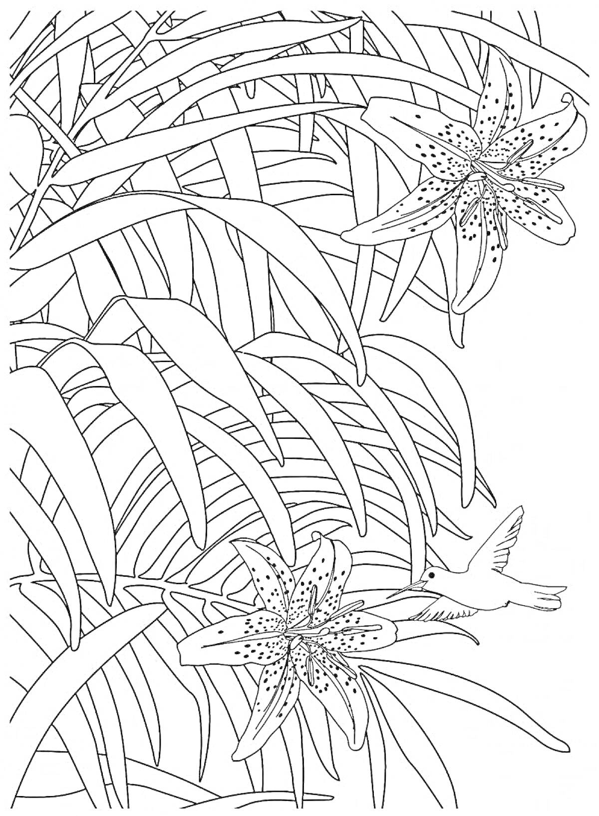 На раскраске изображено: Тропики, Лилии, Колибри, Цветы, Листья, Природа