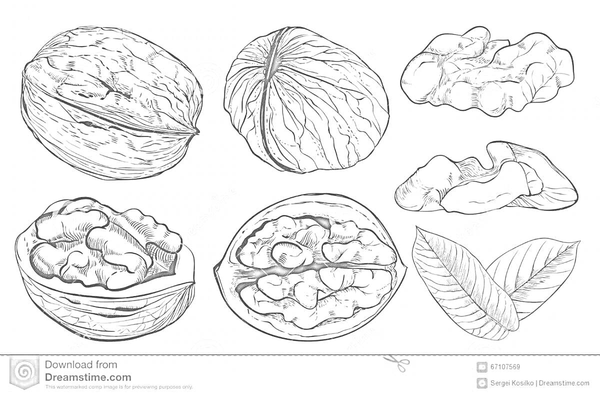 На раскраске изображено: Грецкий орех, Орех, Листья