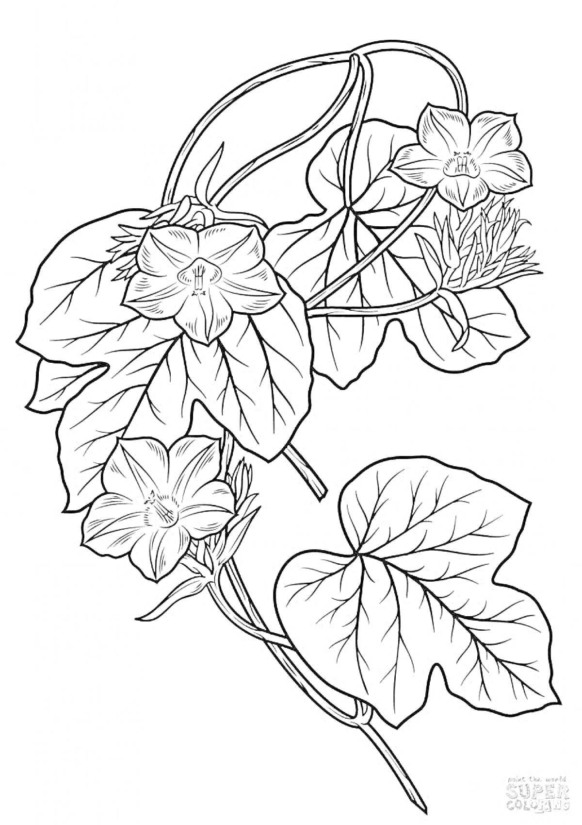 На раскраске изображено: Листья, Цветы, Ботаника, Природа