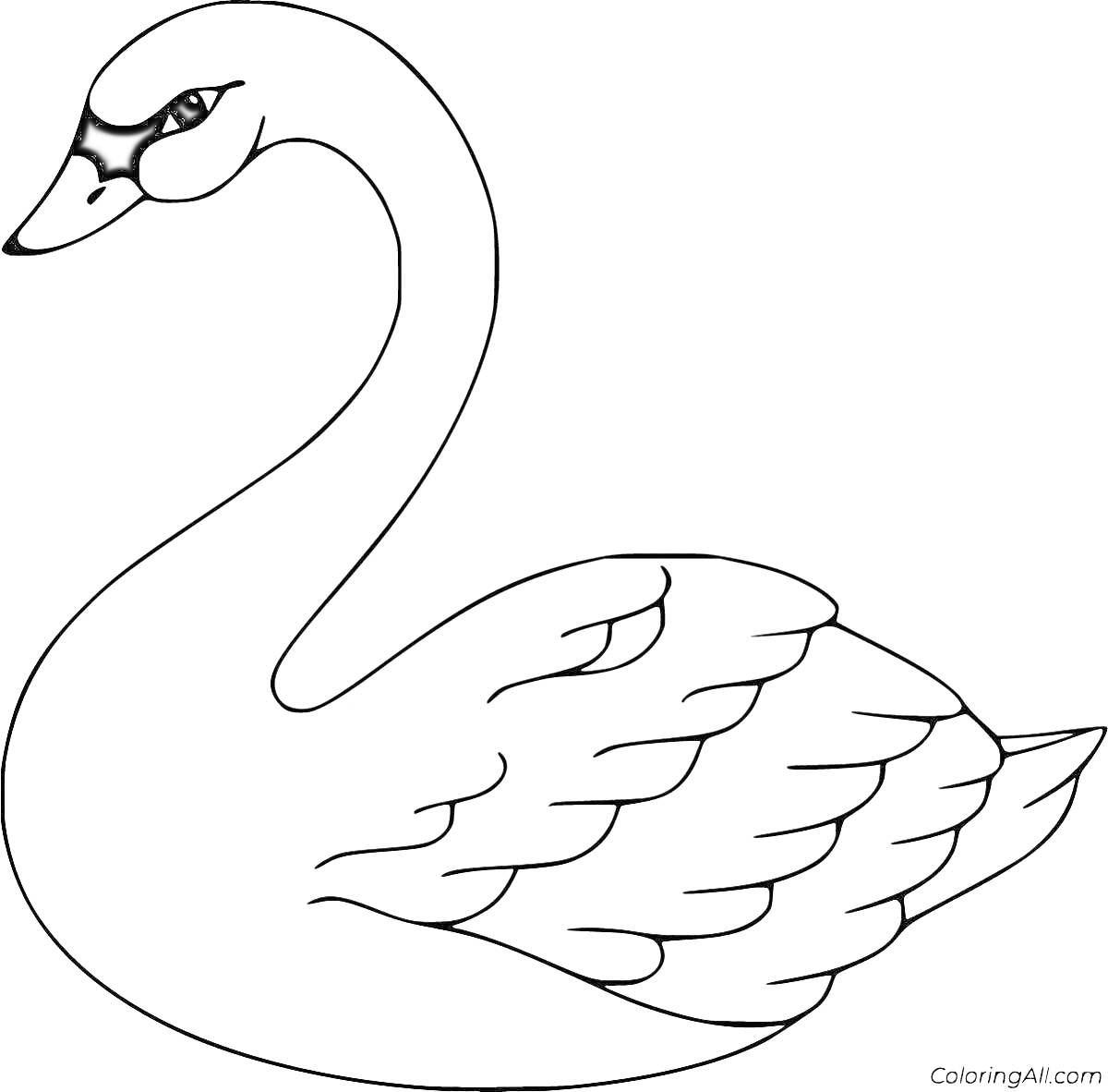 На раскраске изображено: Лебедь, Крылья, Вода, Птица