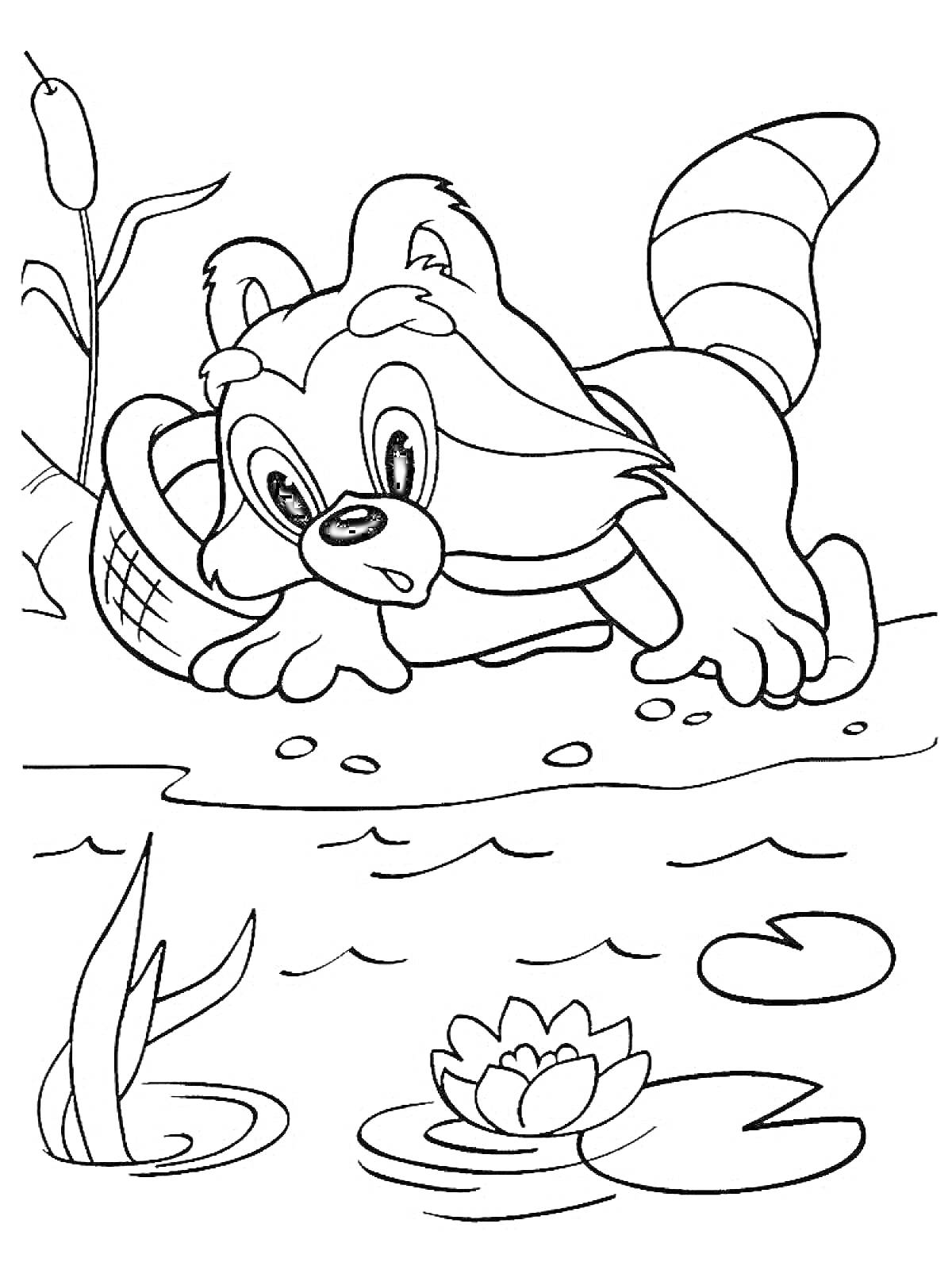 Раскраска Крошка енот у пруда с камышами и кувшинками