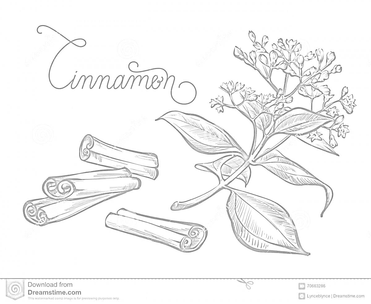 На раскраске изображено: Корица, Листья, Цветы, Палочки корицы, Надпись, Природа, Аромат