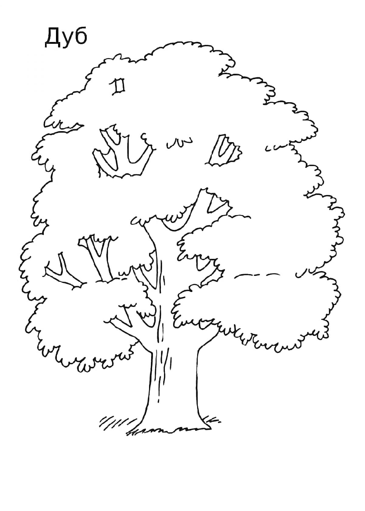 На раскраске изображено: Дуб, Природа, Листья