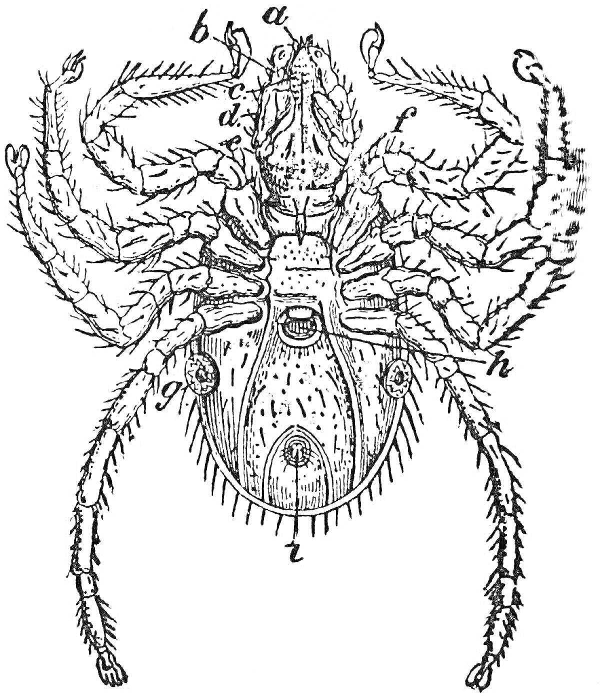 Строение клеща с обозначениями частей тела (конечности, тельце, части рта)