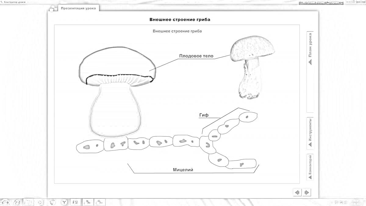 На раскраске изображено: Строение гриба, Ботаника, Образование, Биология
