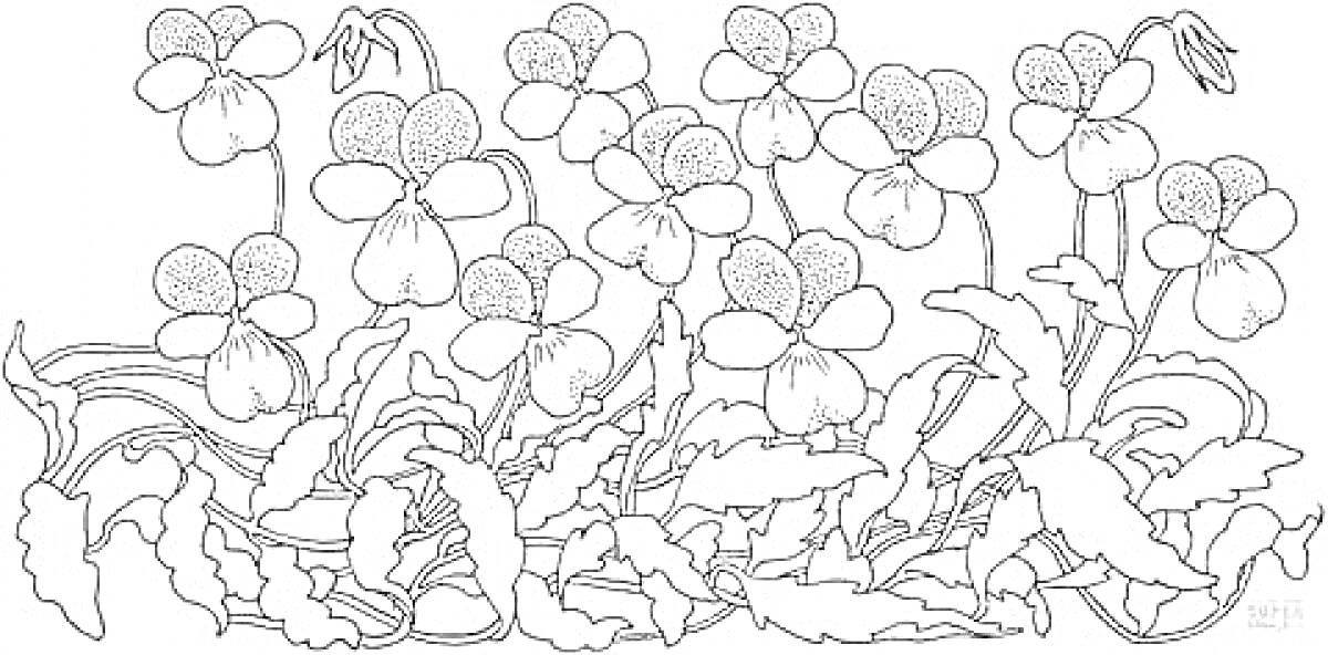 Раскраска Фиалки с листьями и стеблями, на переднем плане множество цветков и листьев