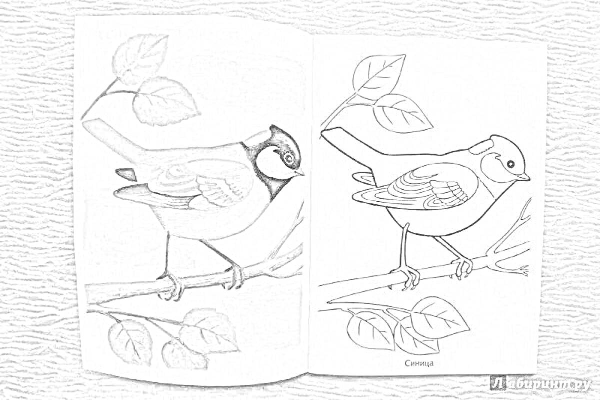 На раскраске изображено: Синица, Птица, Ветка, Листья, Природа, Для детей