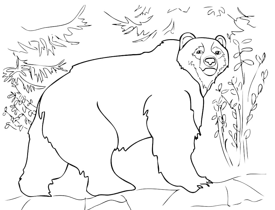 Раскраска Бурый медведь в лесу, стоящий среди деревьев и кустов