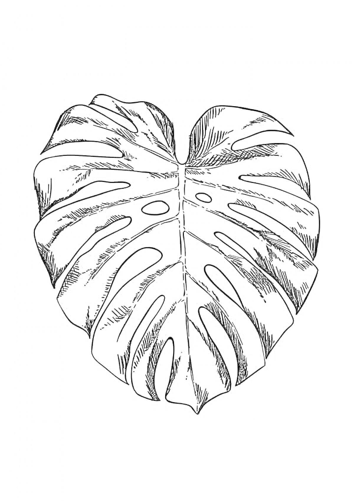 Раскраска Лист монстеры с прорезями и прожилками, черно-белая раскраска