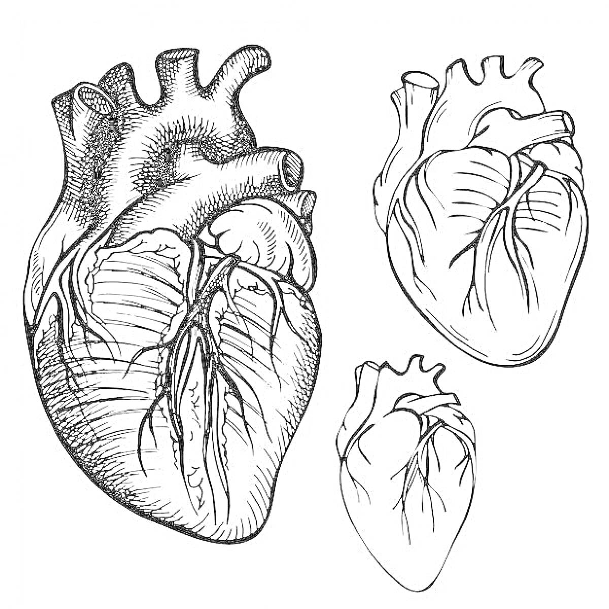 Раскраска Анатомическое сердце с деталями и двумя упрощёнными версиями