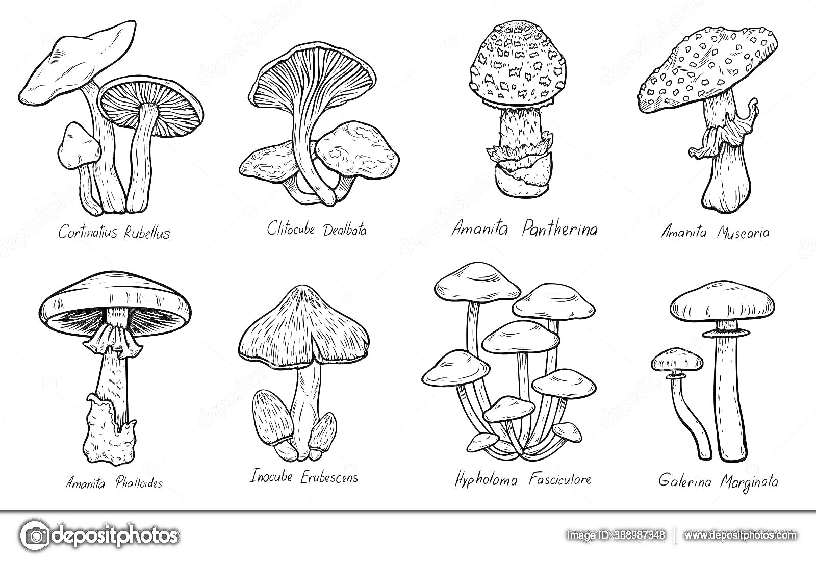 Раскраска Коллаж из съедобных и ядовитых грибов (Cortinarius Rubellus, Clitocybe Dealbata, Amanita Pantherina, Amanita Muscaria, Amanita Phalloides, Inocibe Sindonia, Hypholoma Fasciculare, Galerina Marginata)