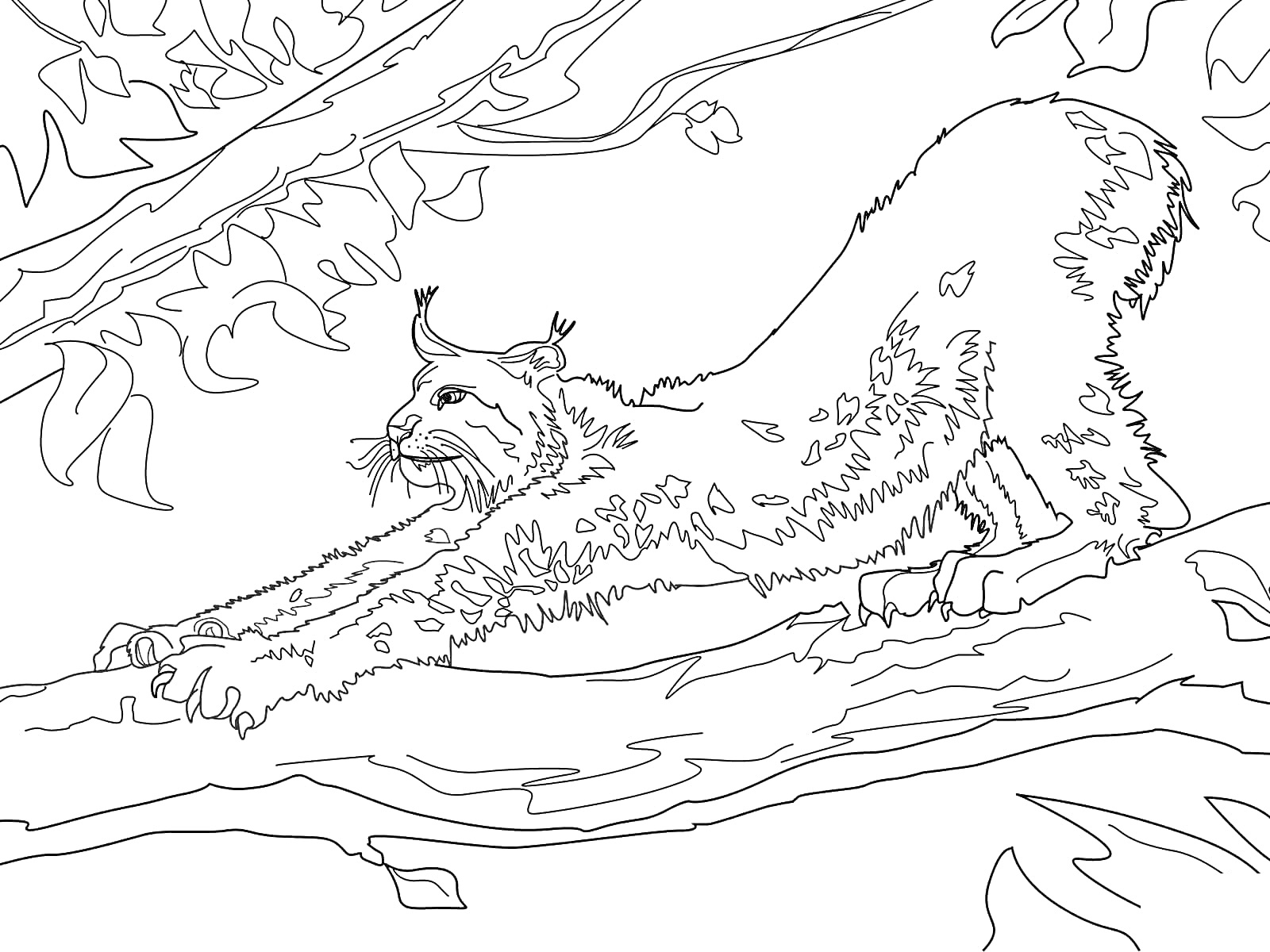 Раскраска Рысь на ветке дерева