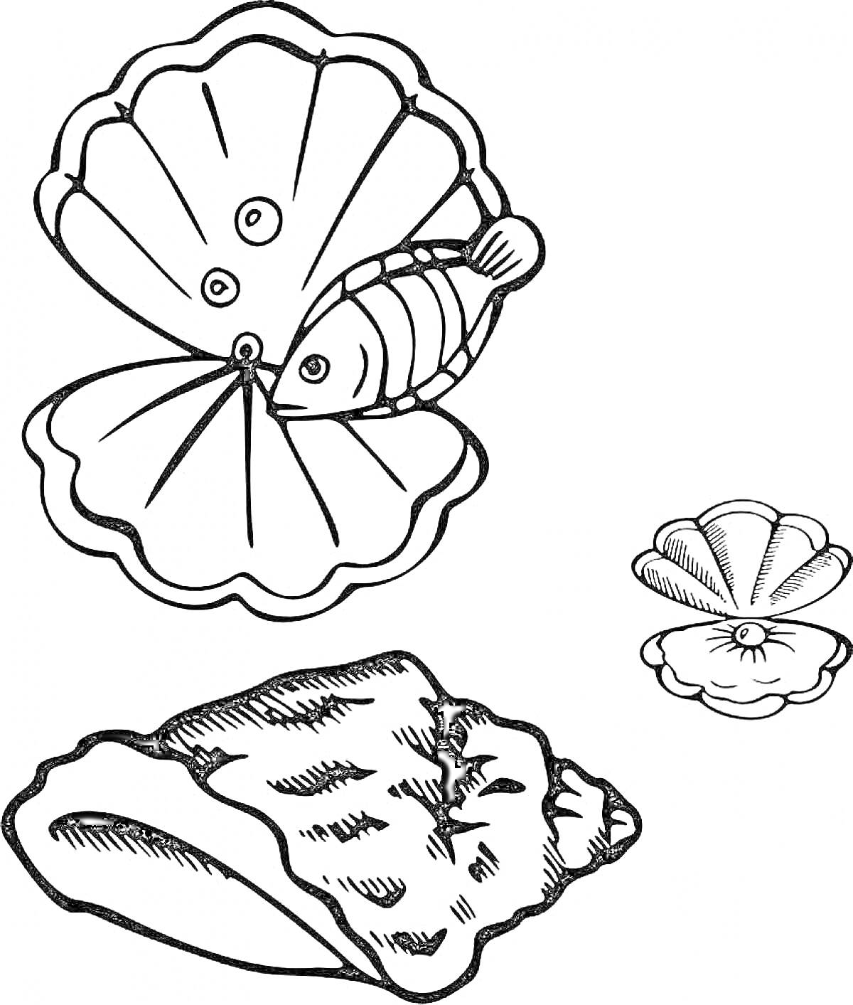 Раскраска Ракушка с рыбкой и отдельная камчатая раковина