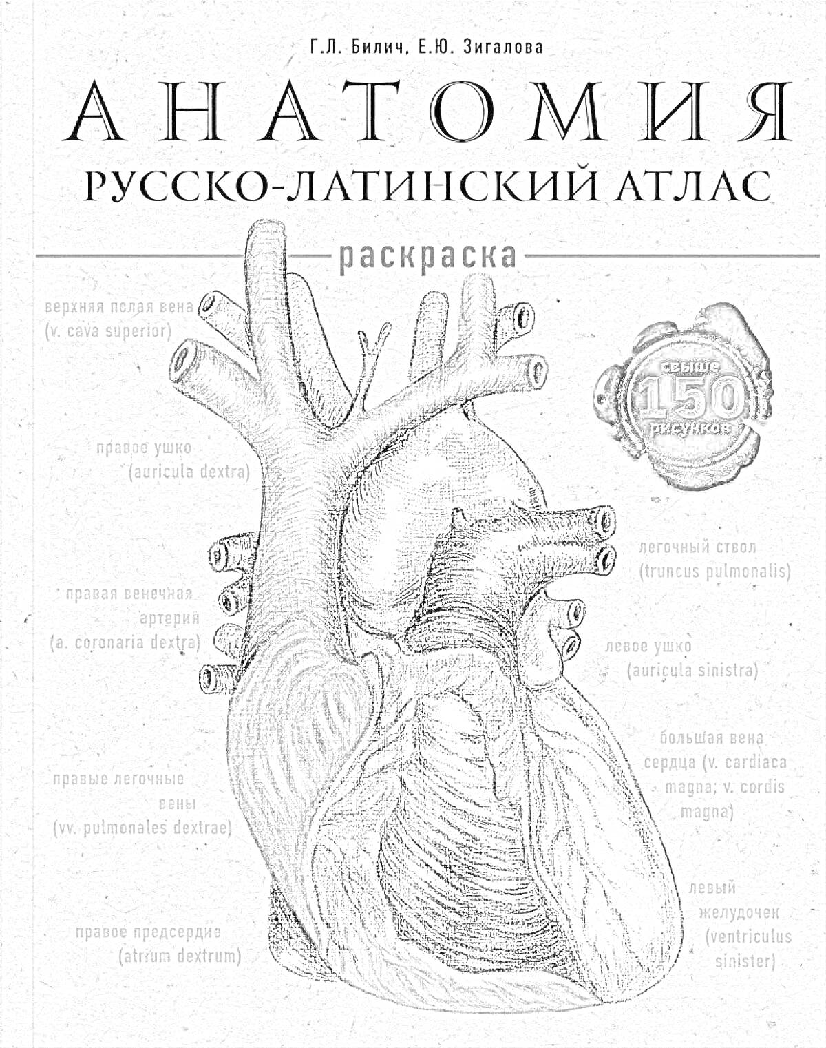 Анатомия. Русско-латинский атлас. Раскраска. Иллюстрация анатомии сердца с описанием частей на русском и латинском языках.