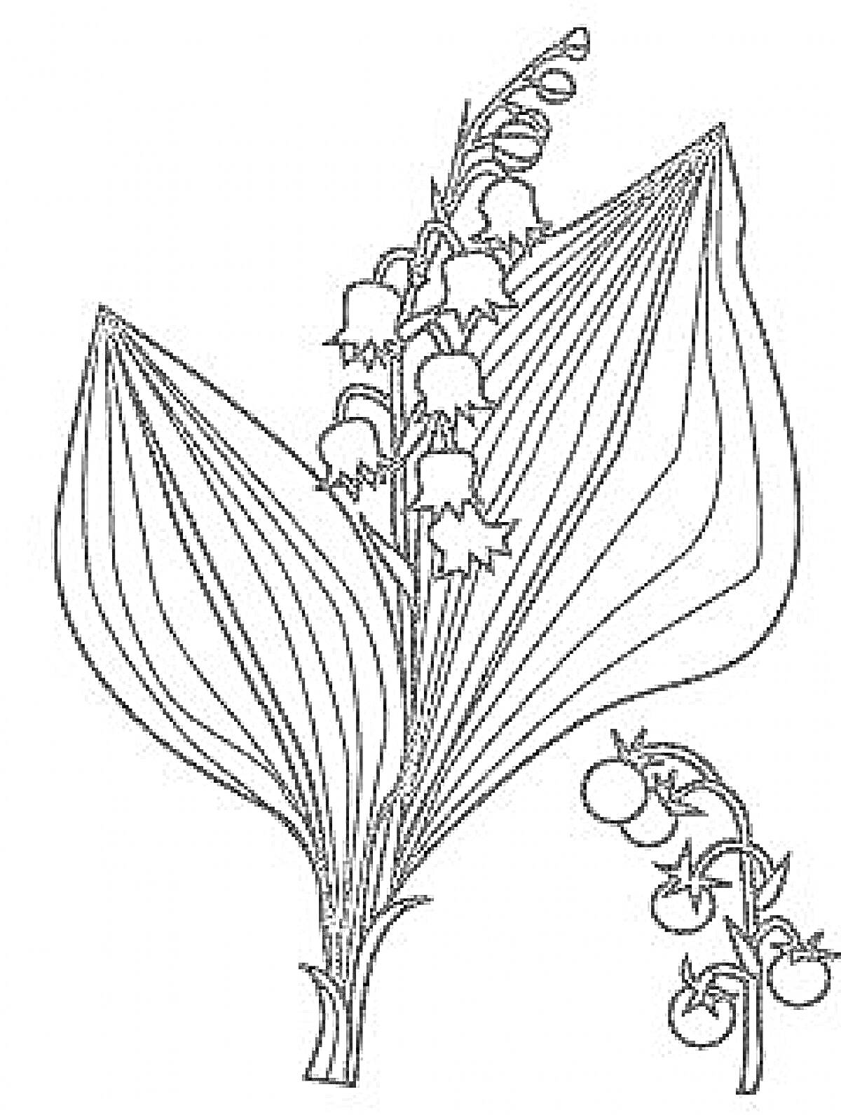Раскраска Ландыш майский с цветками и ягодами