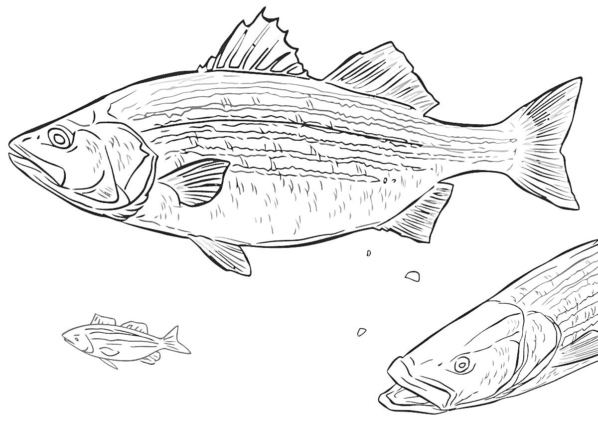 Раскраска Окунь - крупная рыба, маленькая рыба, голова еще одной рыбы
