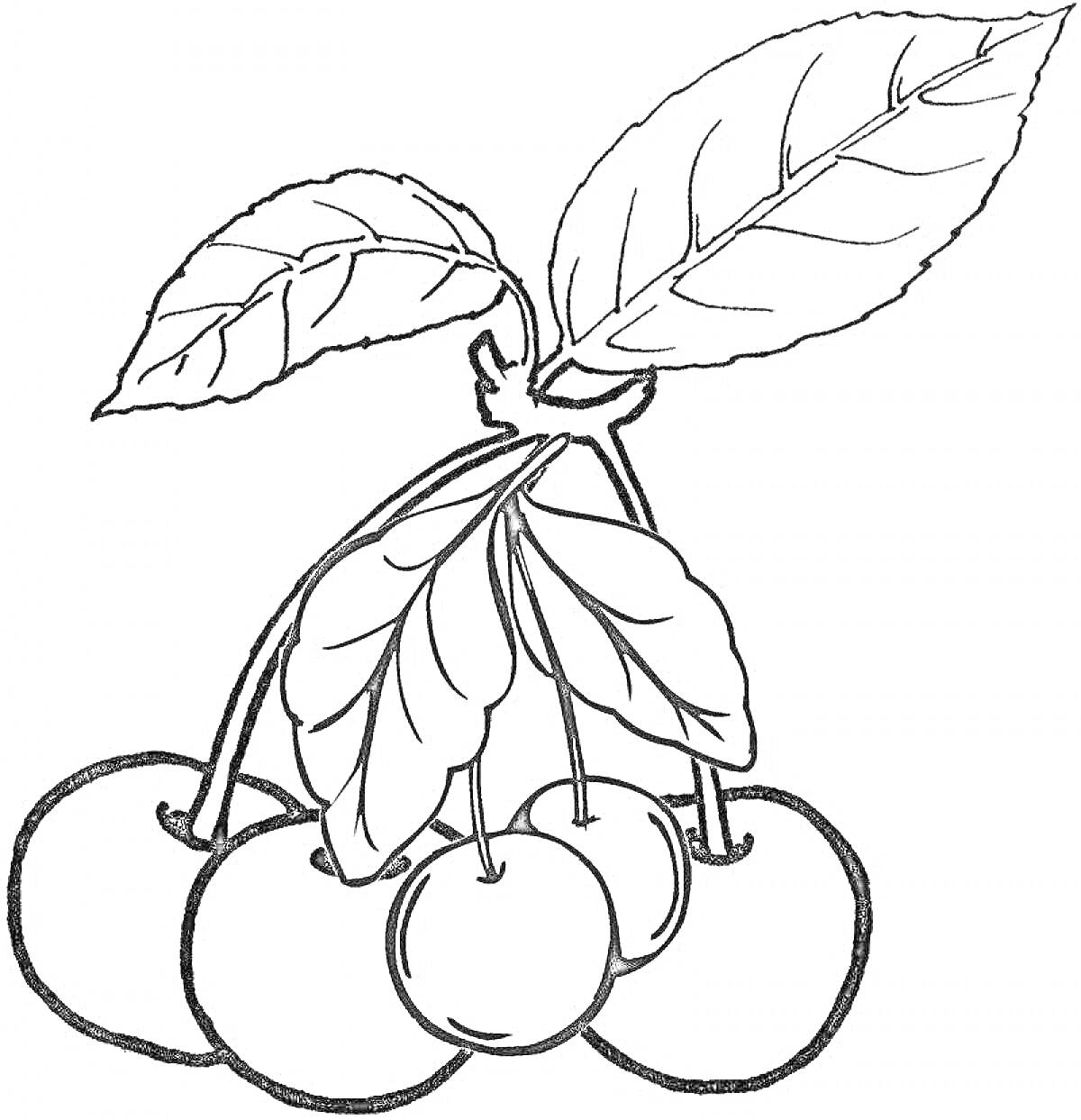 На раскраске изображено: Вишня, Ветка, Ягоды, Листья, Фрукты, Природа